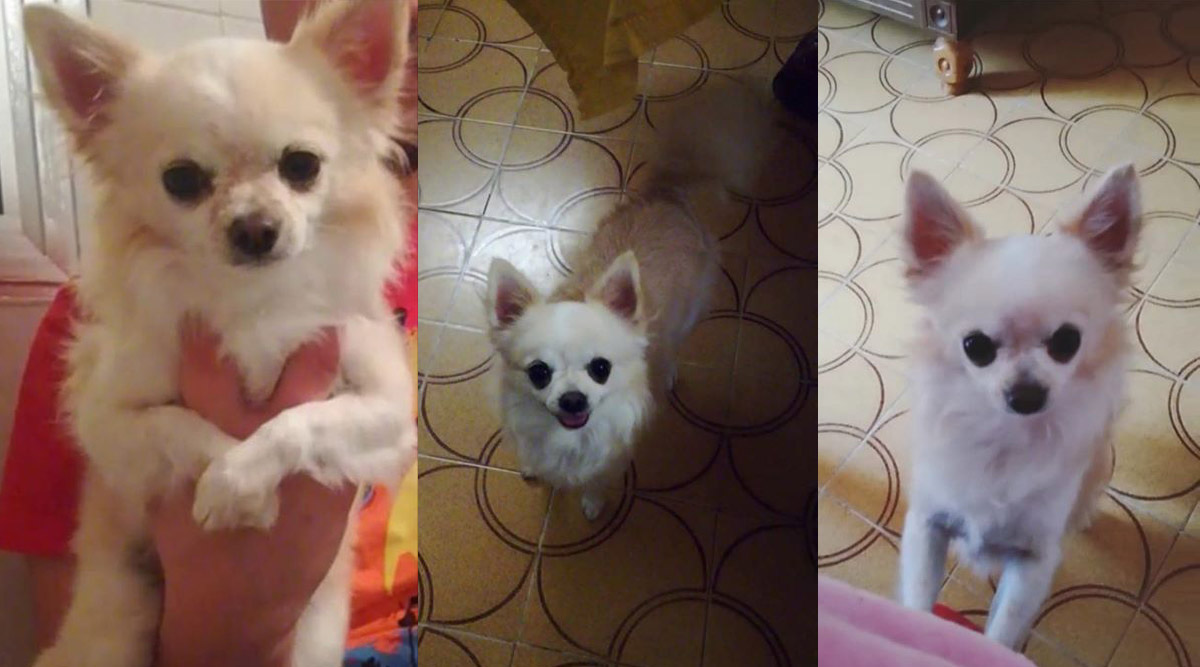 chihuahua.jpg