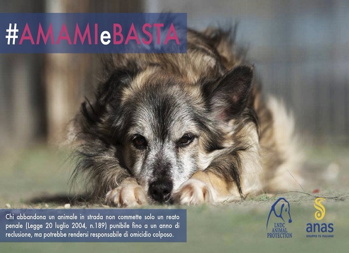 abbandonoanimali.jpg